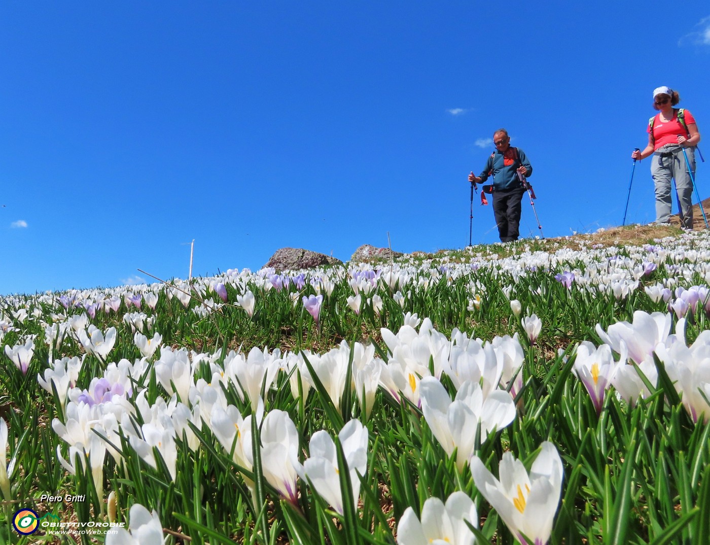 32 Crocus e  noi baciati dal sole.JPG